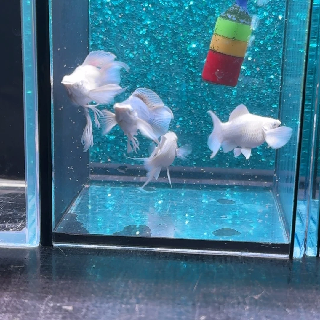 孔雀鱼10号玛丽4条