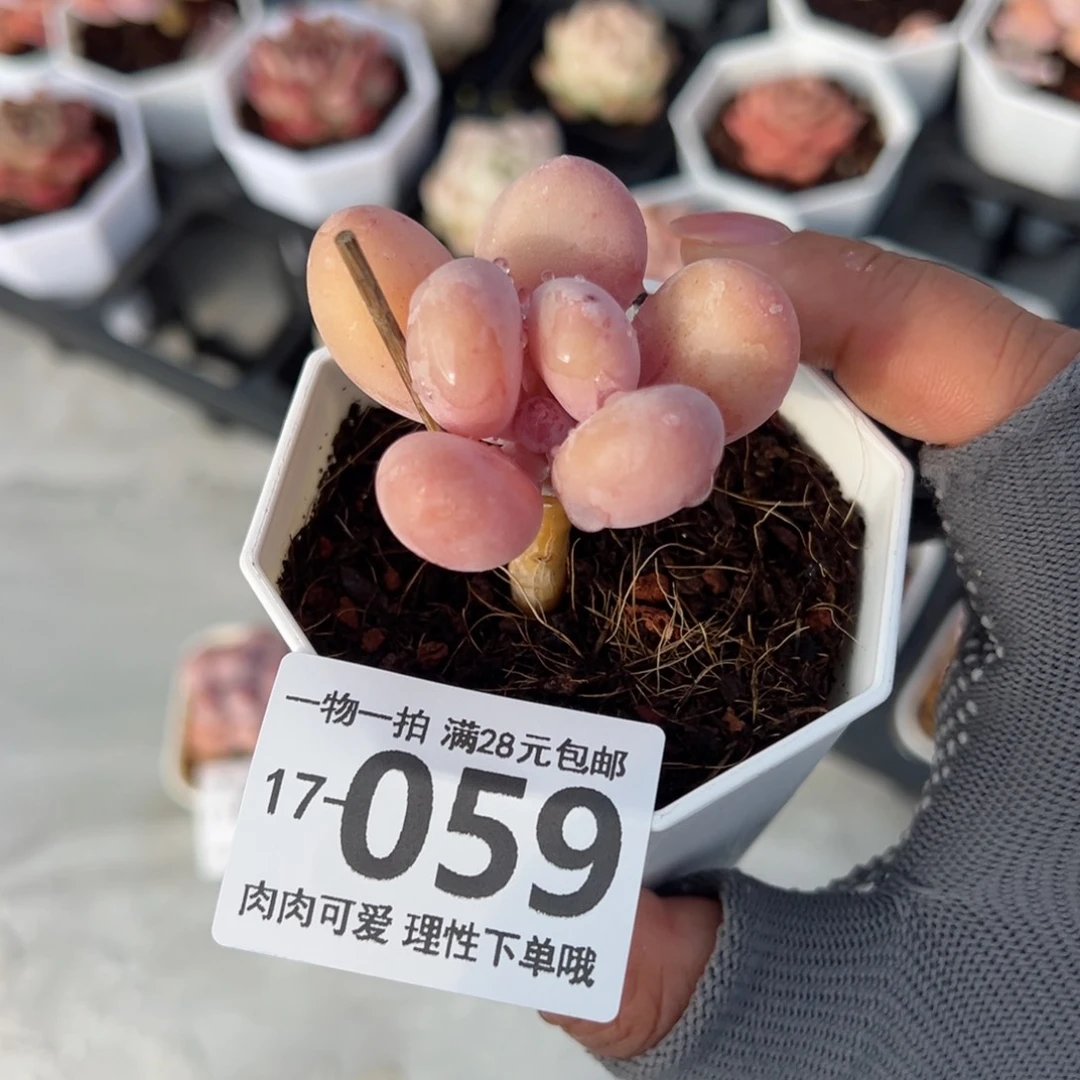 蛋黄奶多肉多肉多肉多肉