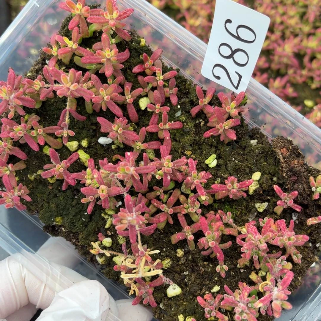 多肉植物多肉植物286