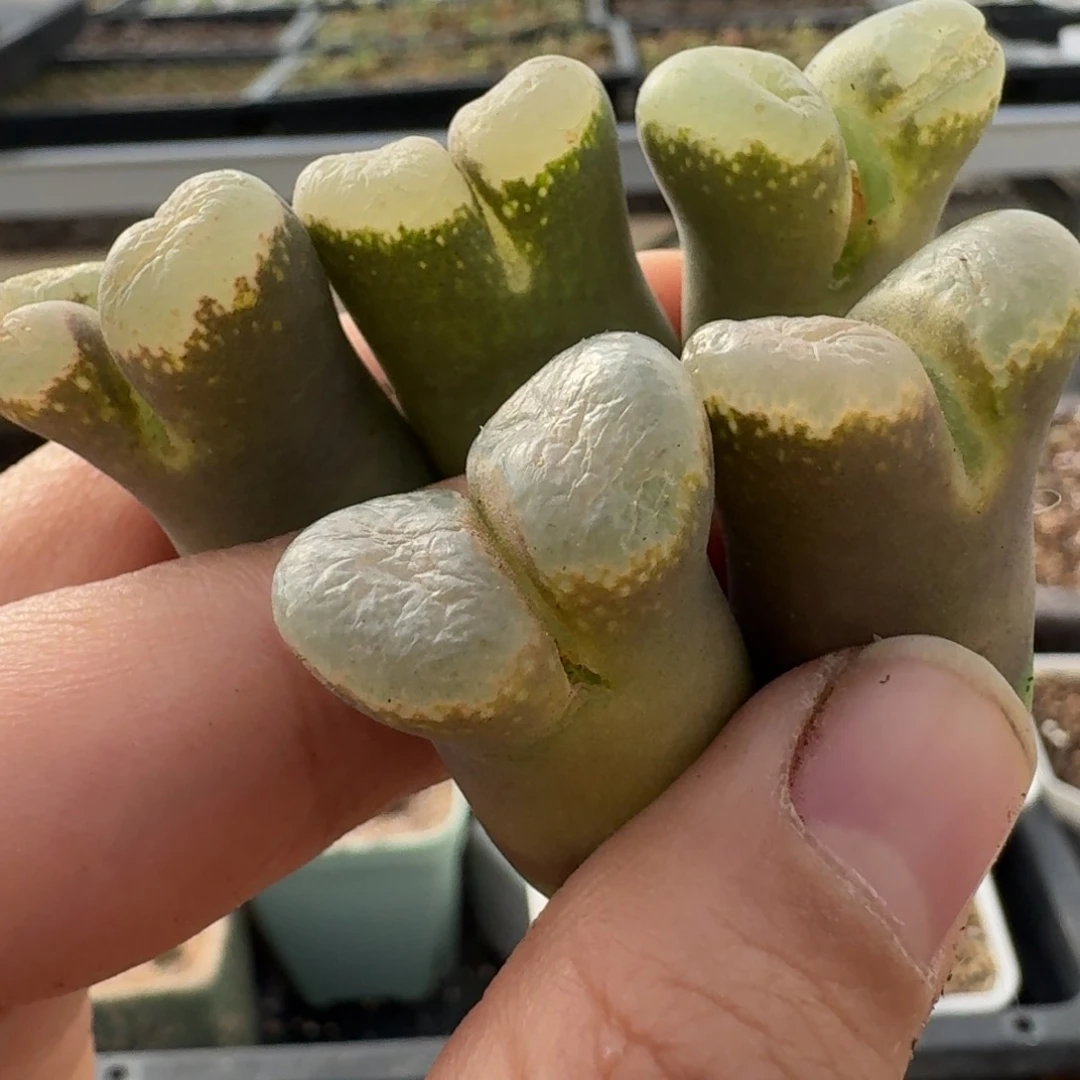 ?**丶5-161poppppooppp