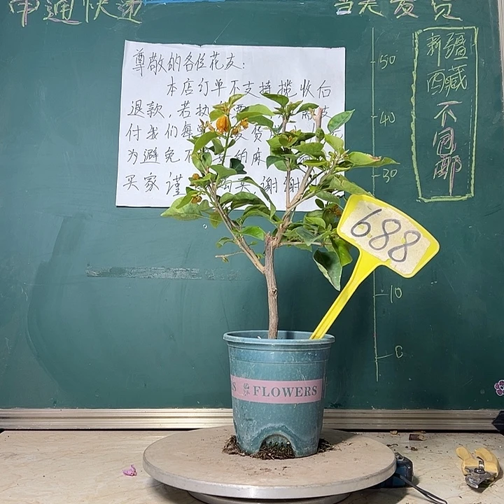 当前无花栽培后可以开花 柠檬黄  688