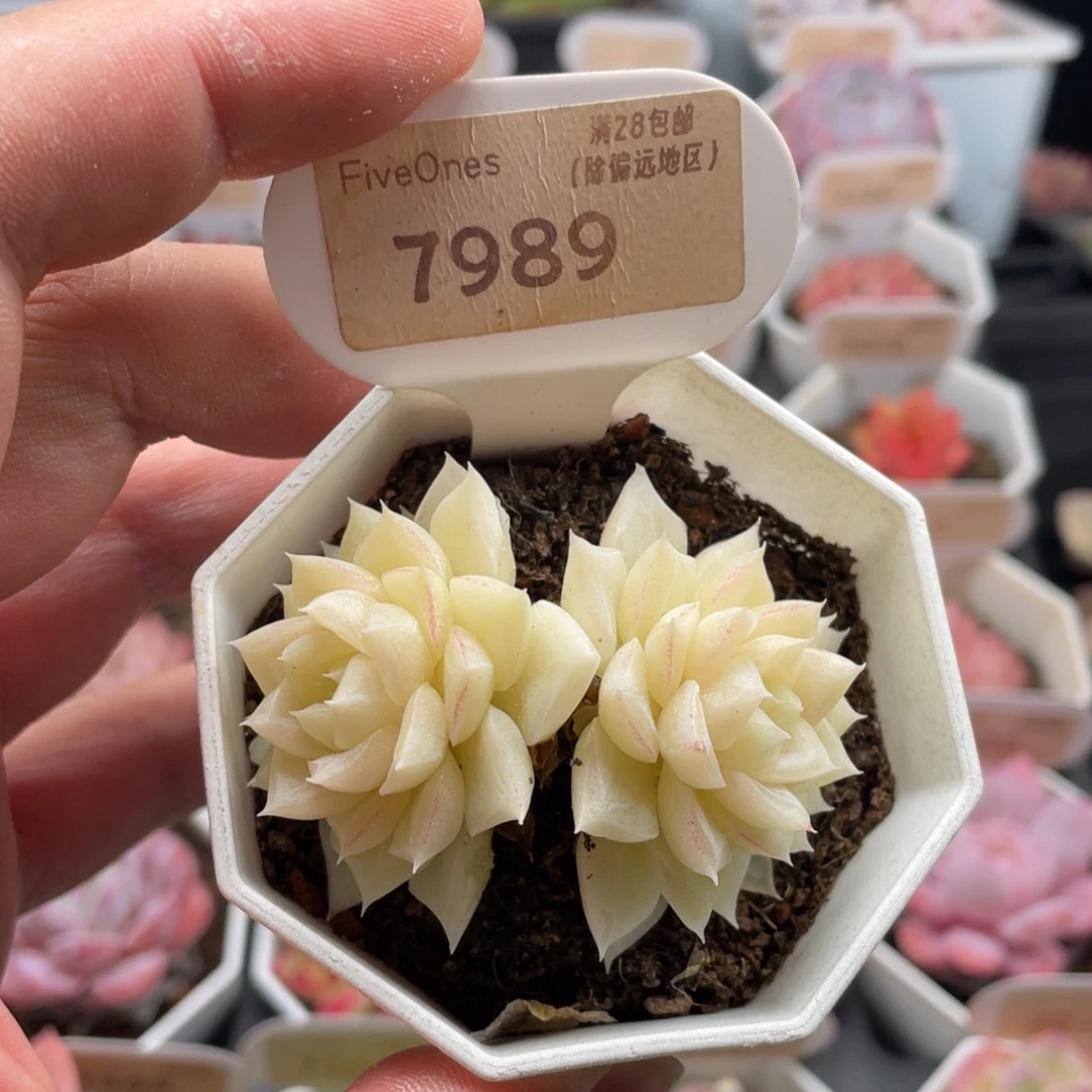 白天鹅7989-6厘米