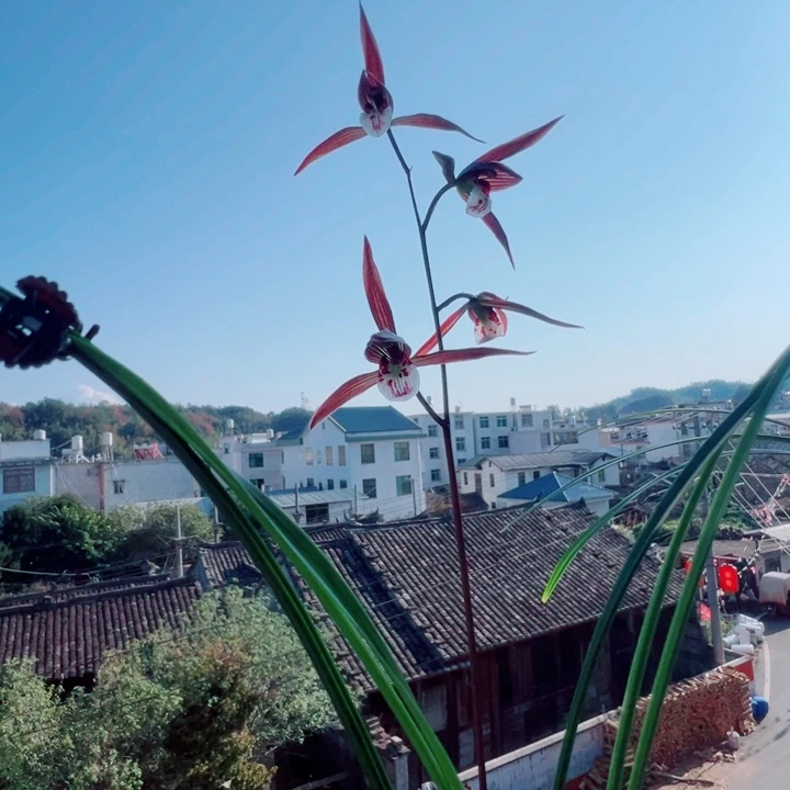 爱***君完全开放一物一拍