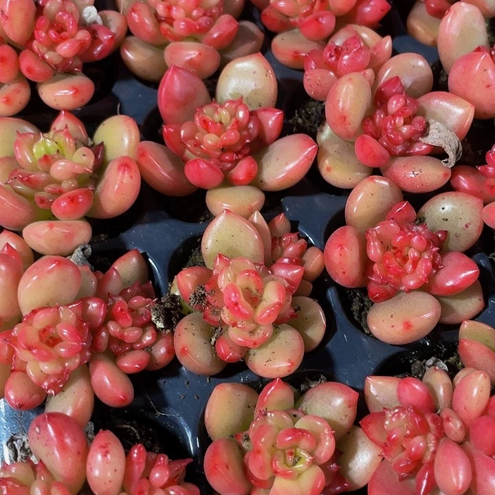 小苹果花1元带土发