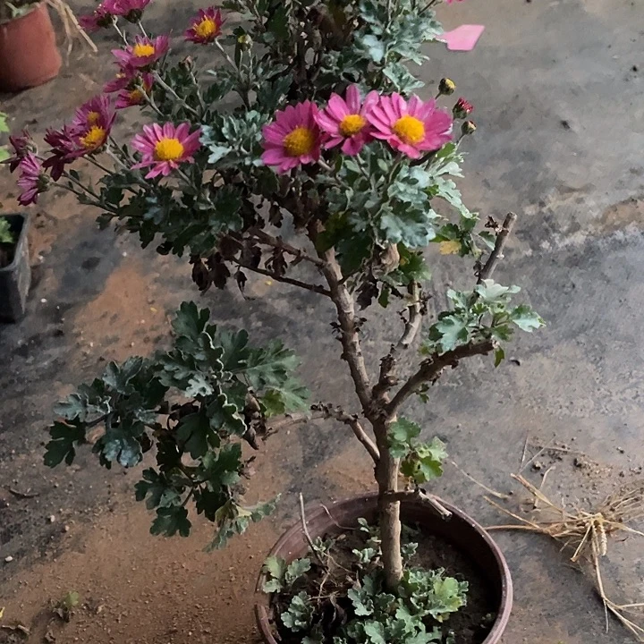 半***式38计划经济菊花计划经济