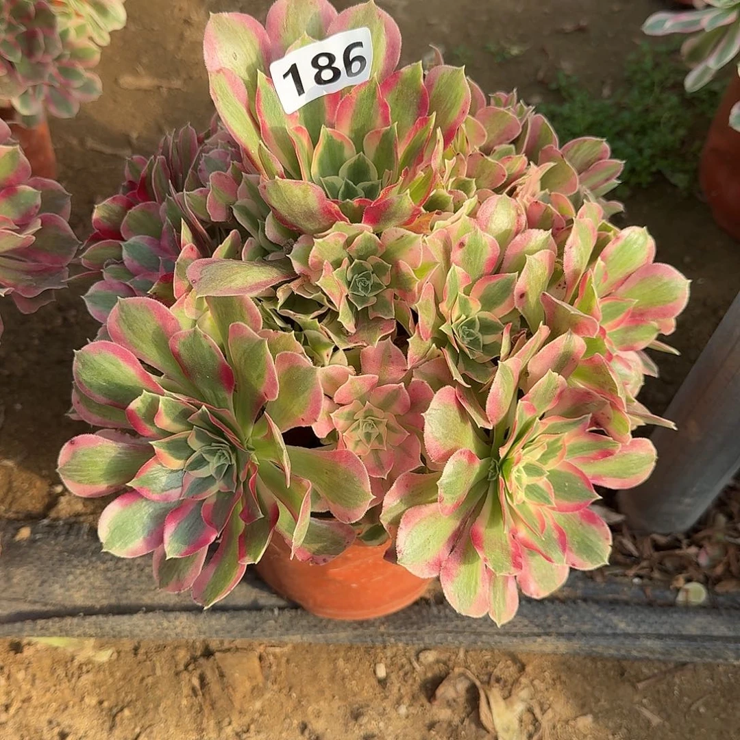 多肉植物叶罗刹186