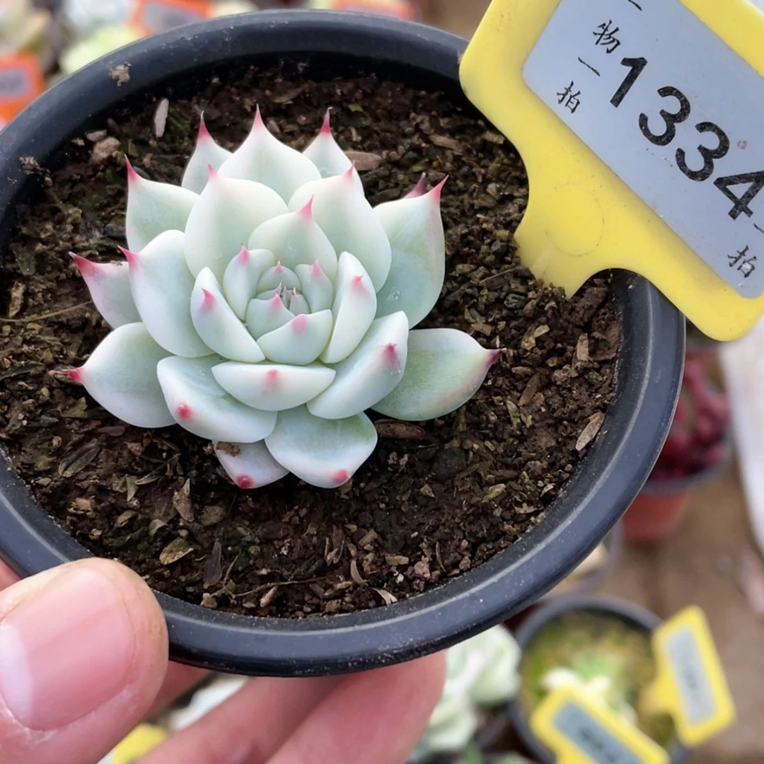 【闪购商品】C*C1334号