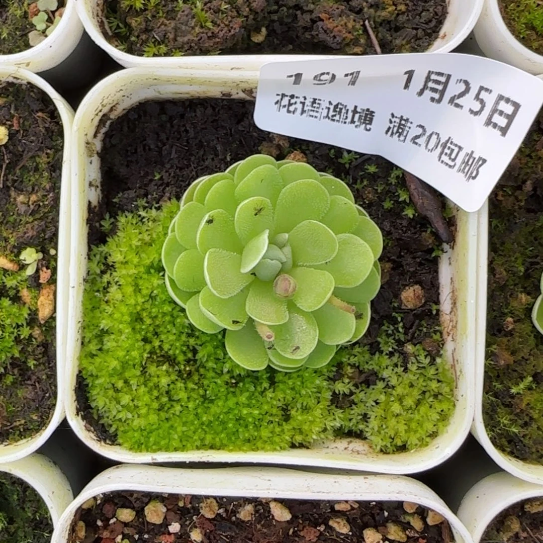 花语逸镜0125-161