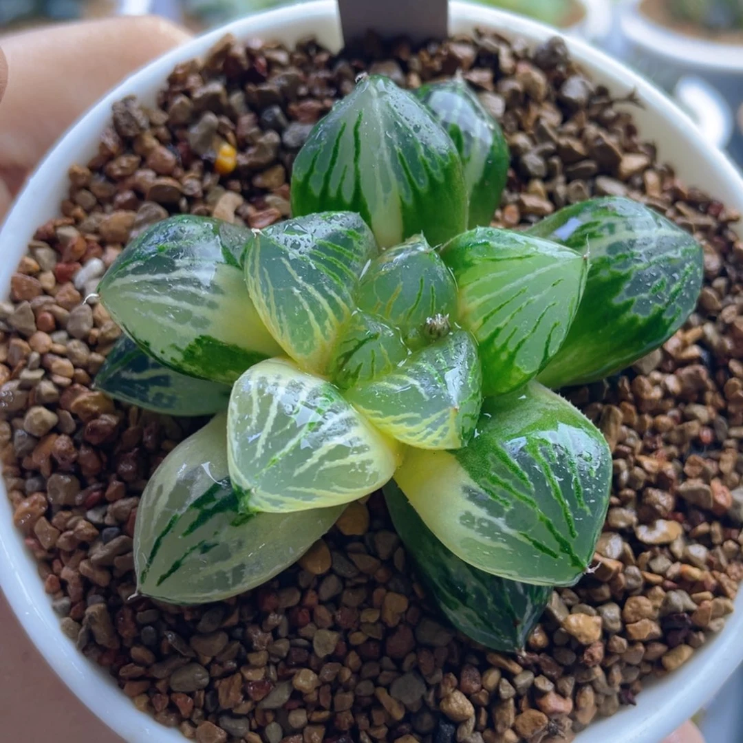 20.十二卷多肉玉潭寿锦。