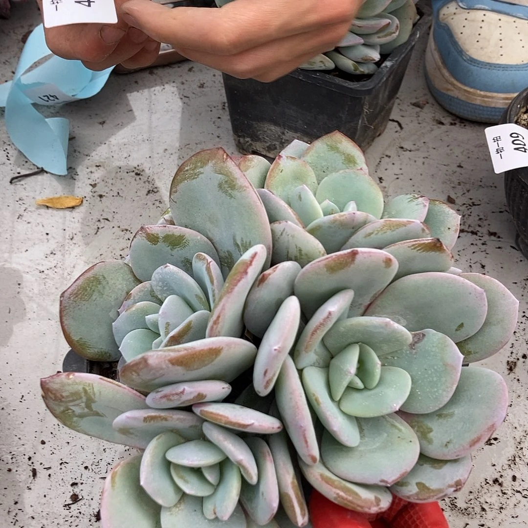 410奶茶一物一拍随