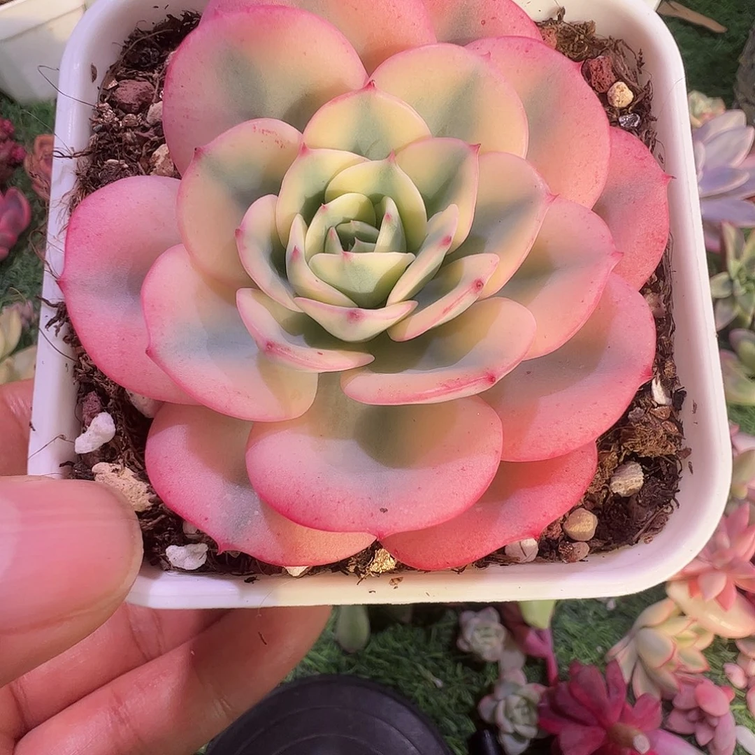 s***w多肉植物多肉植物
