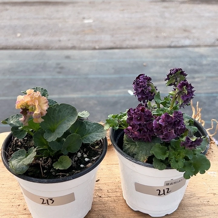 红陶抖音直播闪拍212-213