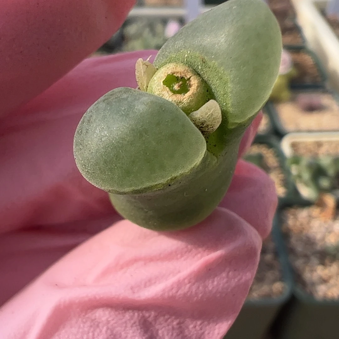 31 好看的多肉冲冲冲q