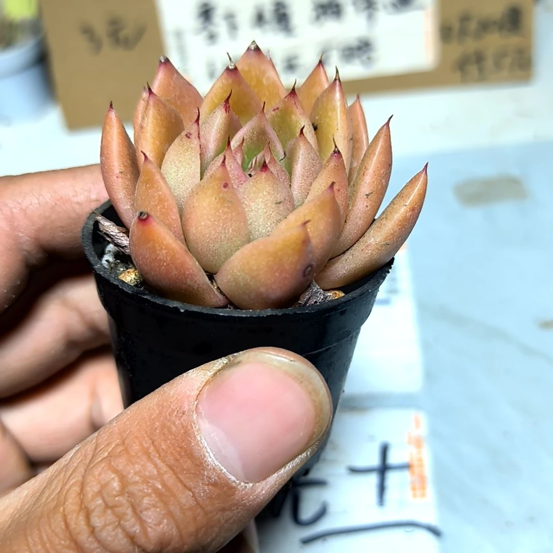 满6元包邮，冰城白玫瑰拇指盆