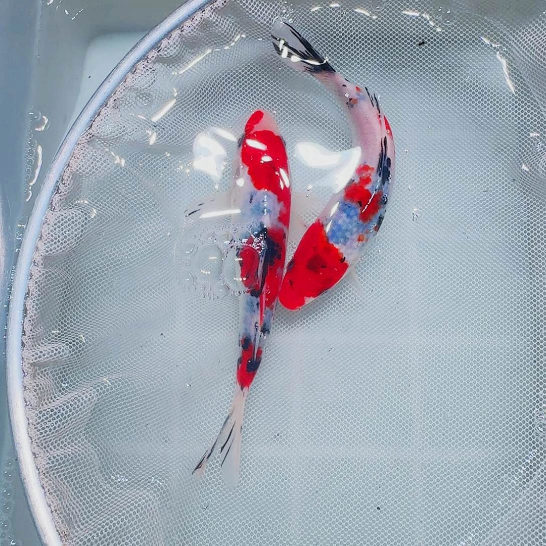 海水鱼血统锦鲤大放漏66