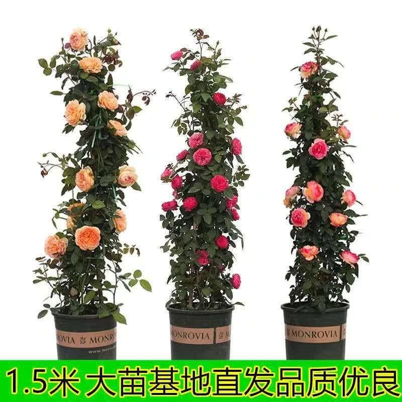 1.5米藤本月季蔷薇花苗四季开花爬藤大苗爬墙植物花卉盆栽