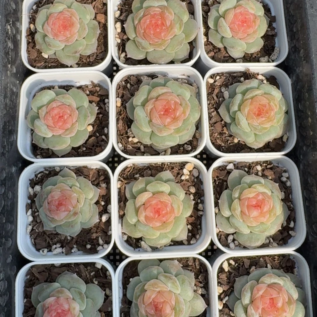1122-69-纯牛奶单头量拍