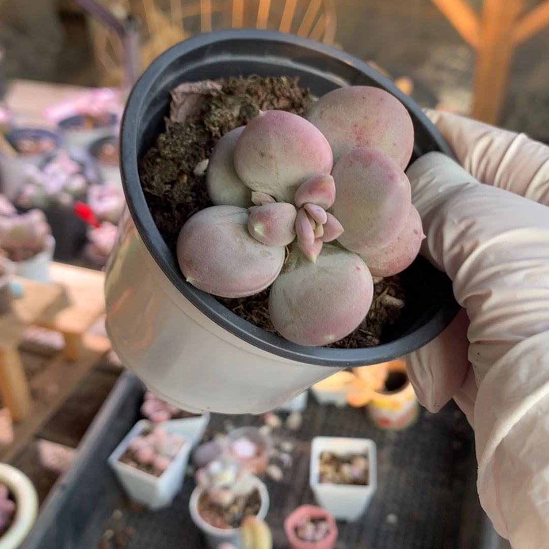 小屁桃奶酪多肉小屁桃