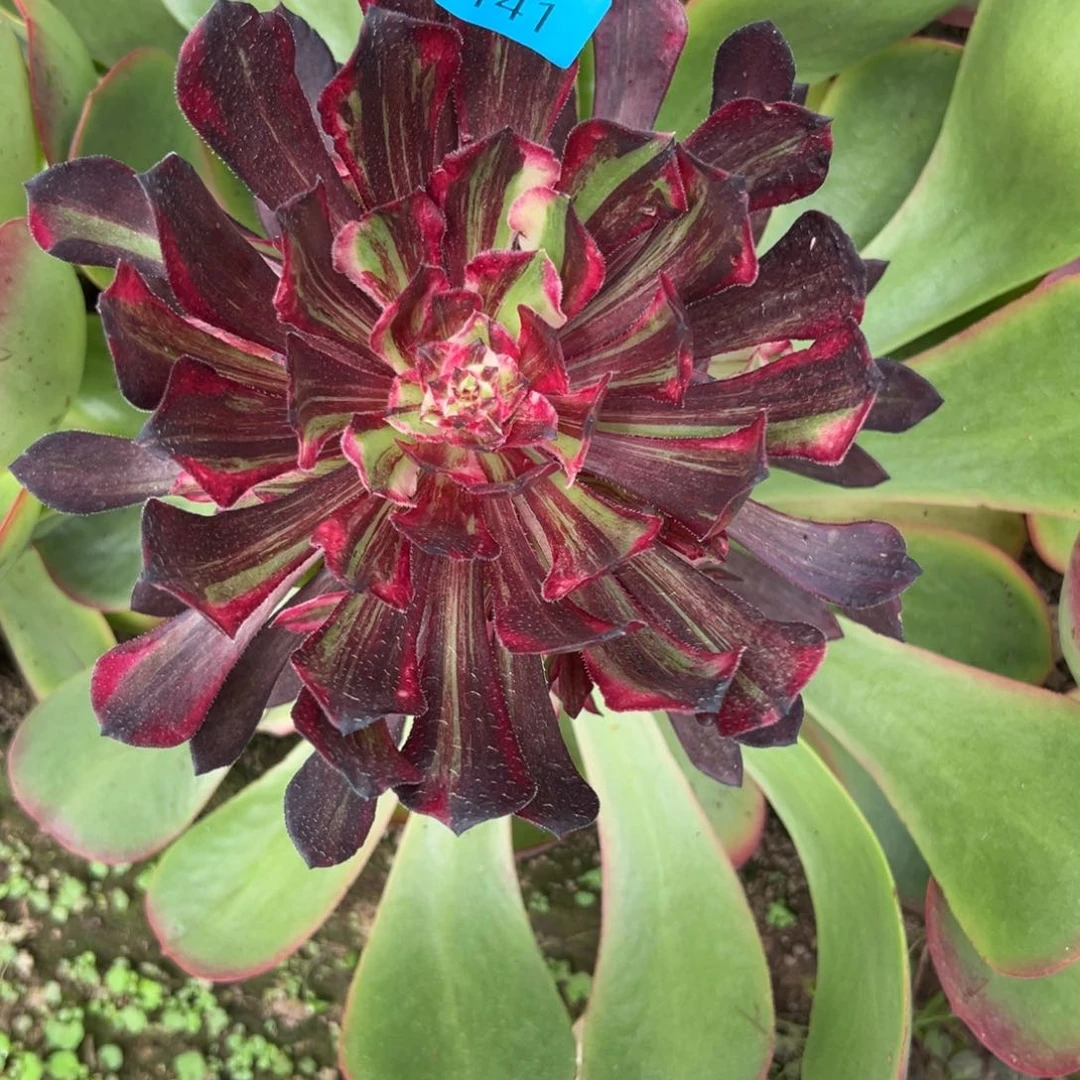 与***舞2141铜花顺多肉植物系