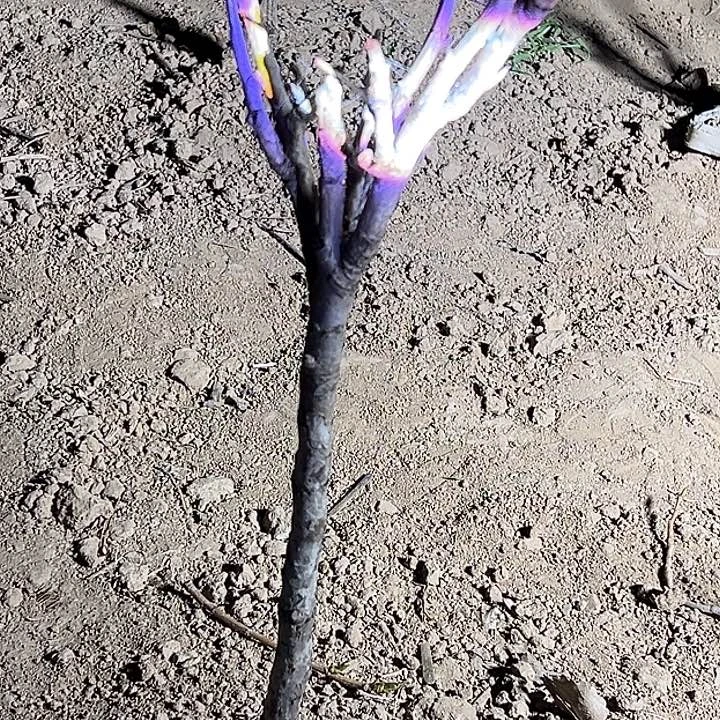 周***洲完全开放花王中颗