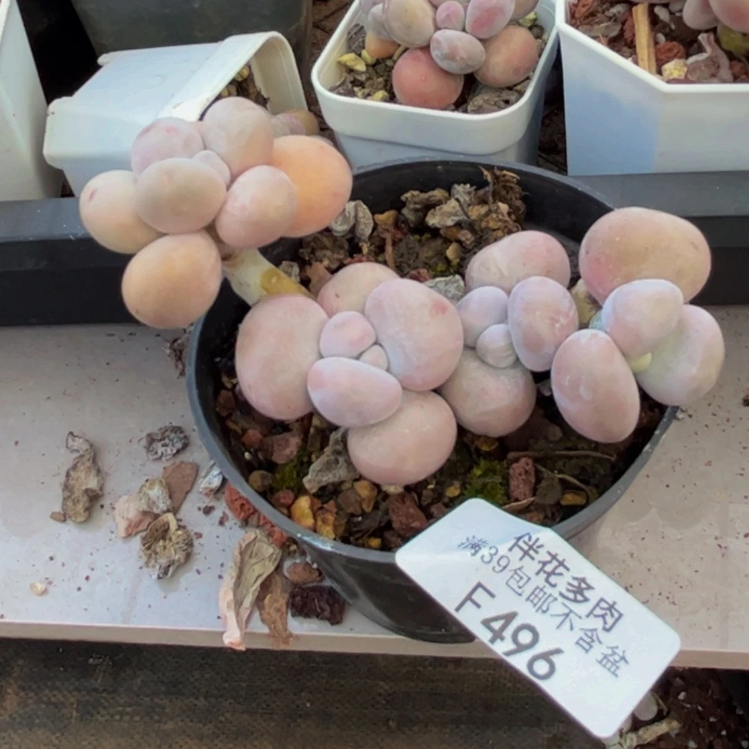芭比奶酪496:8cm多肉