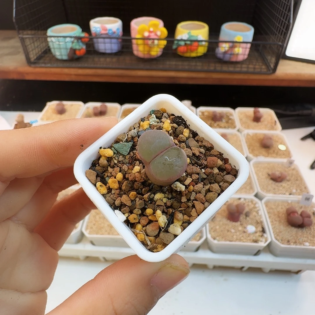 多肉植物福利风铃758