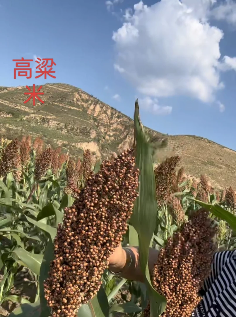 【土妹家】红高粱米