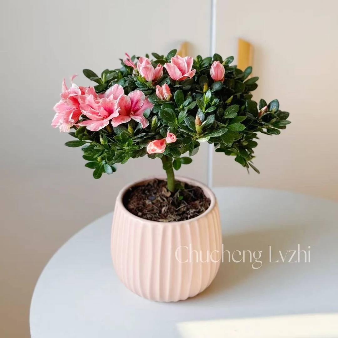 百合杜鹃花花卉室内花苗带花苞四季开花好养易活老桩绿植季节盆栽