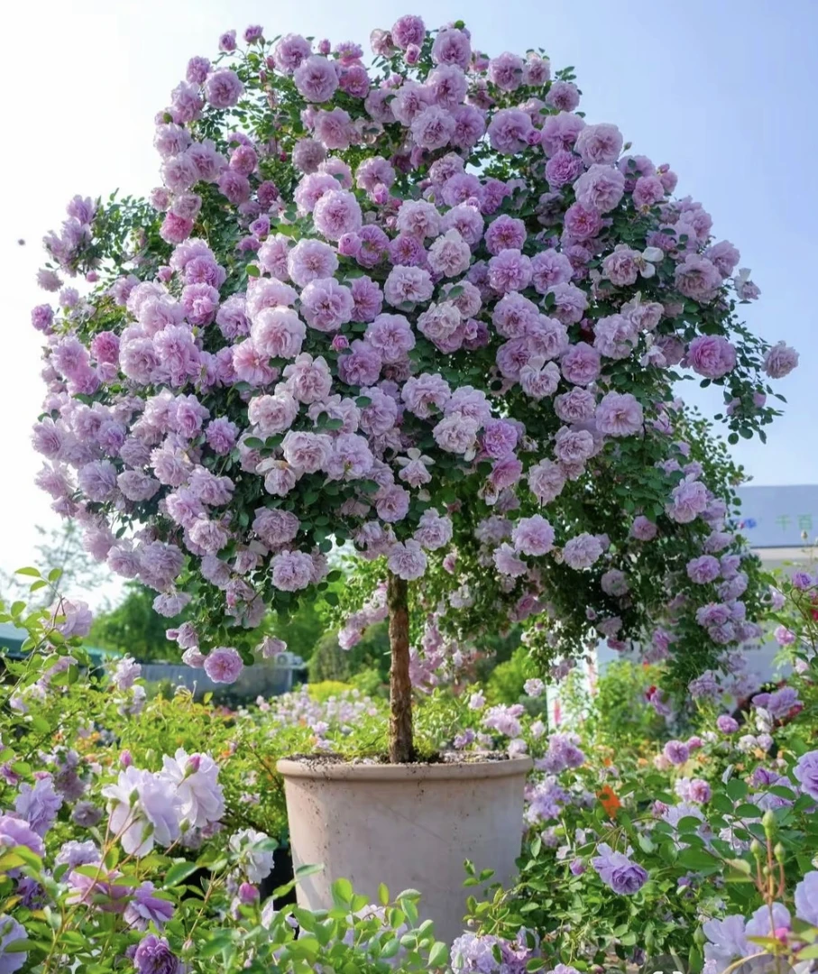 蓝色大花浓香国月树桩月季花