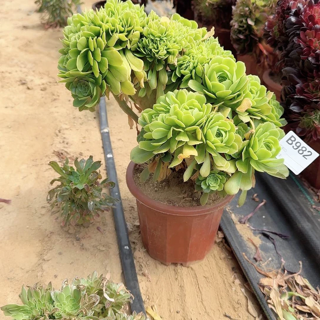 982绿缀朵朵一颗呀呀