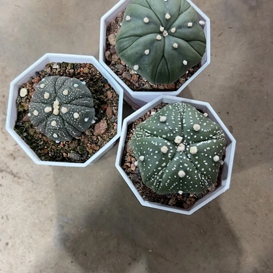 小**羊实生兜3颗46788