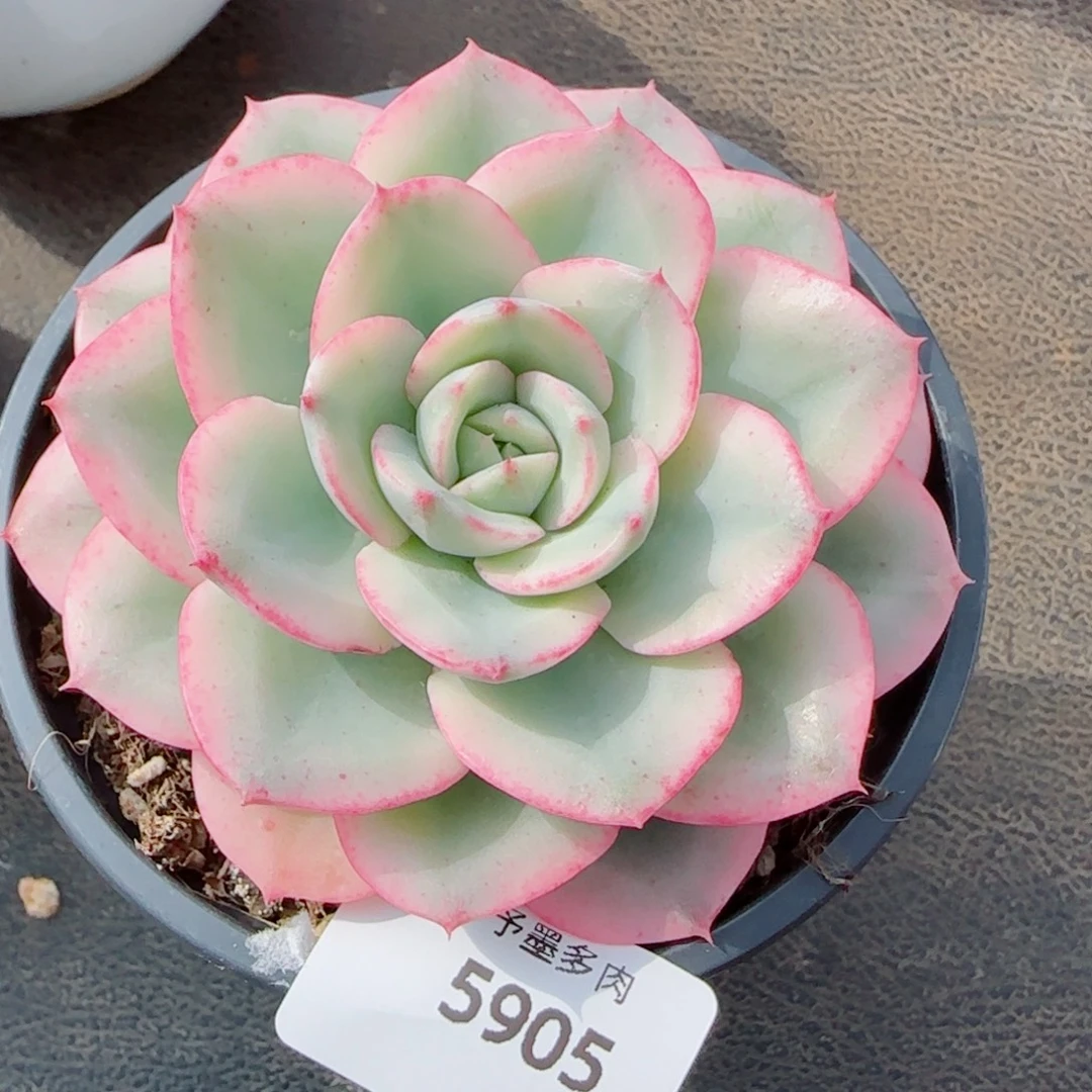 黄桃锦，5905多肉植物