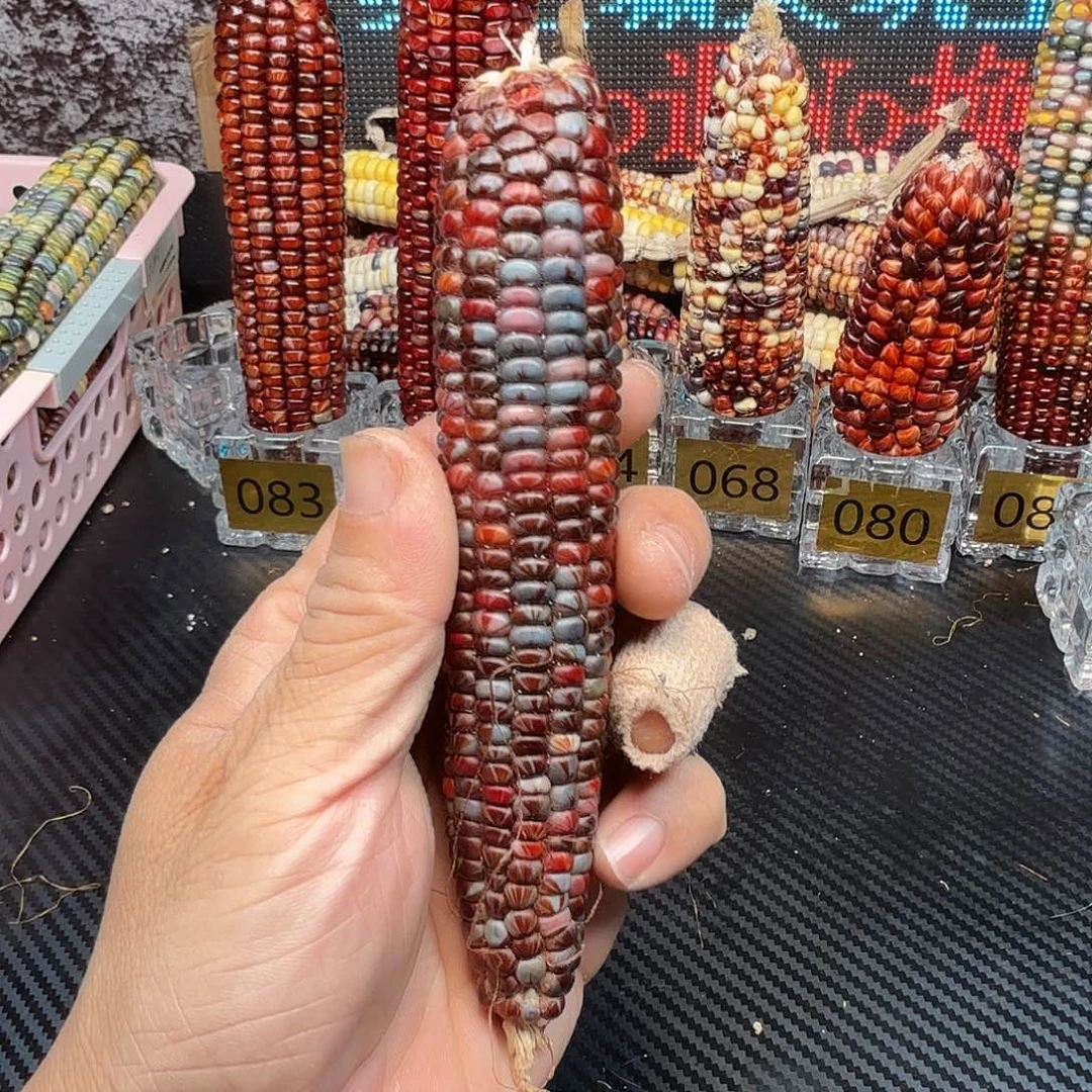 ****。大叶紫檀（黑酸枝木类）