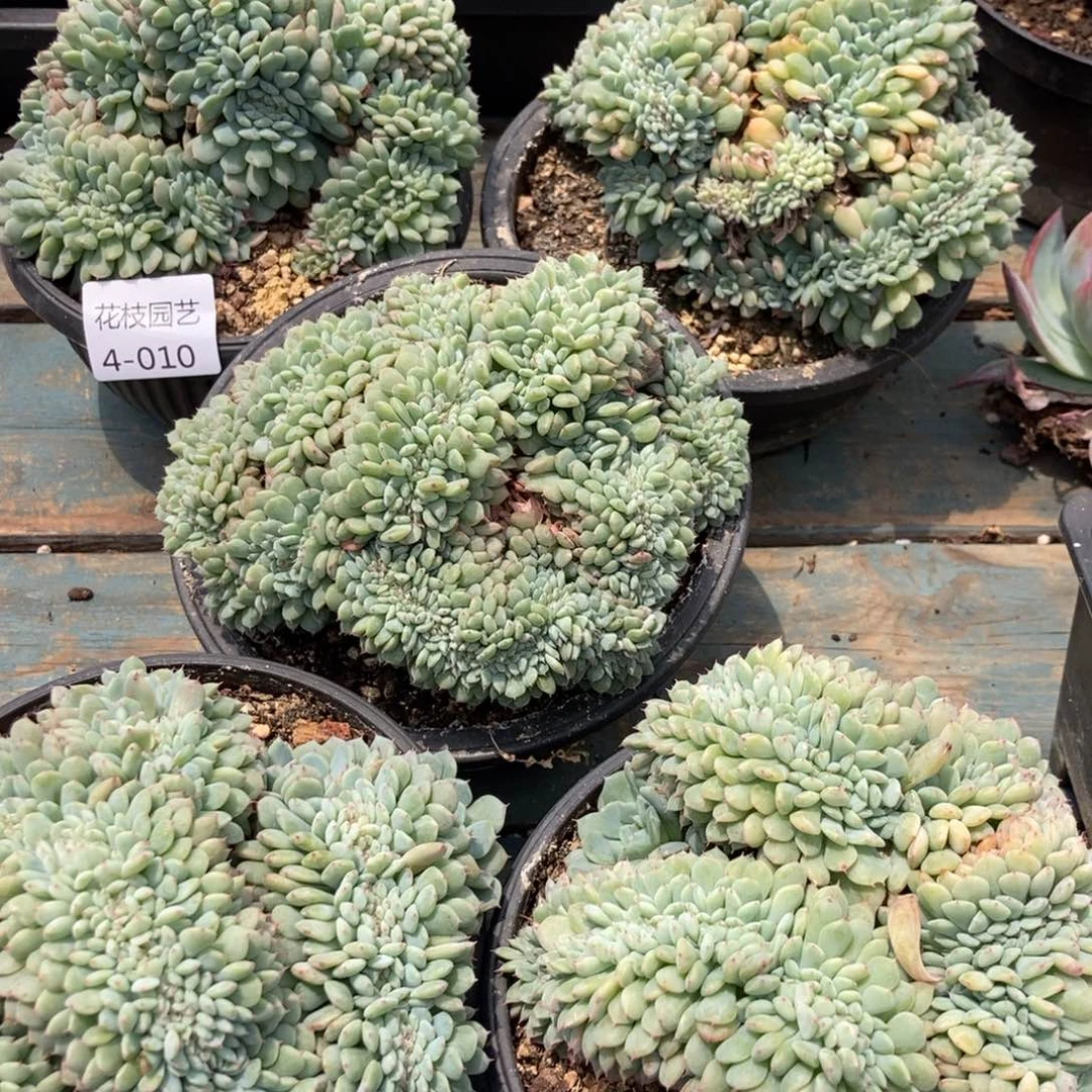 4-10白胖子缀随机