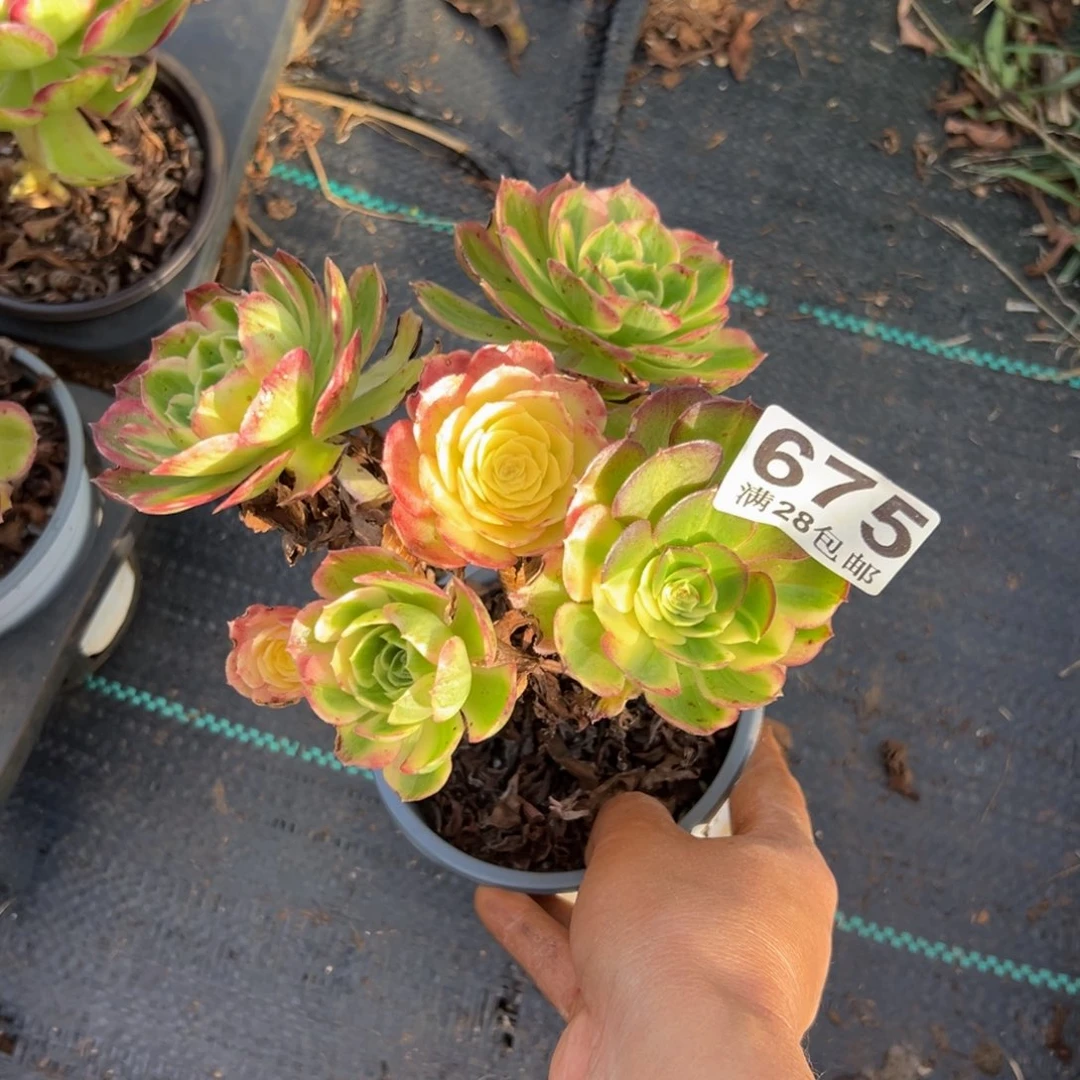 ****多肉植物675无售后