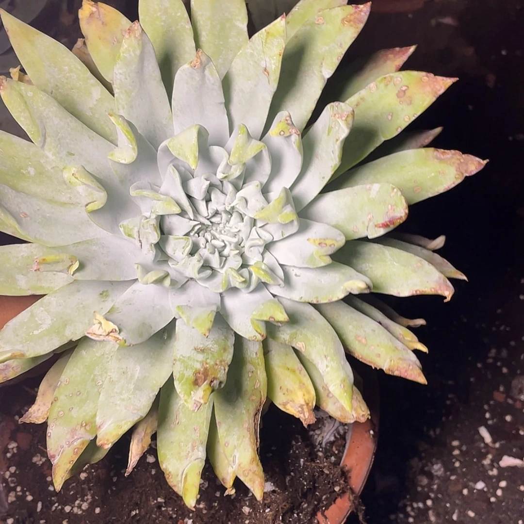 【闪购商品】浦西飞克