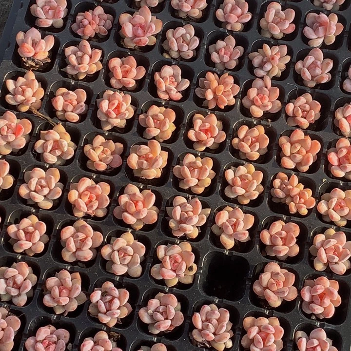 樱花奶 小  （满9.99包邮不满9.99发叶子）