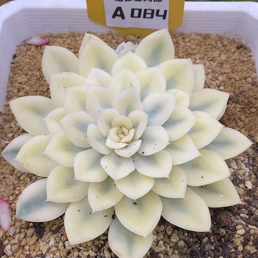 84宽锦带崽崽哈哈哈哈