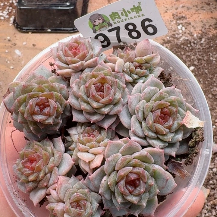 多肉植物多肉植物