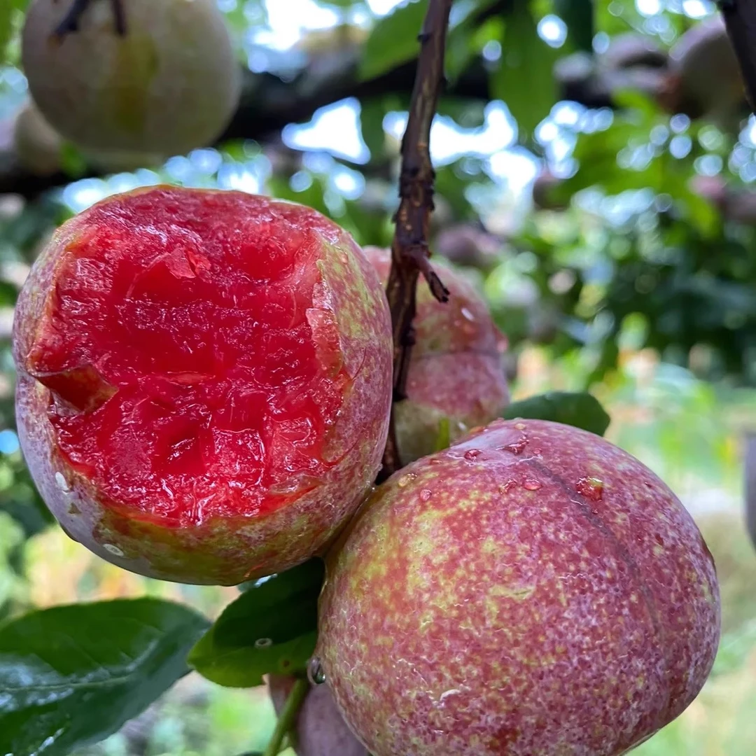 正宗茂名红心三华李新鲜水果孕妇当季樱桃脆甜特大果整箱李子包邮