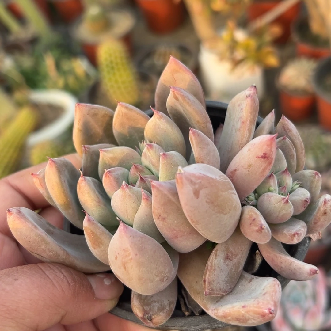 多肉植物多肉植物