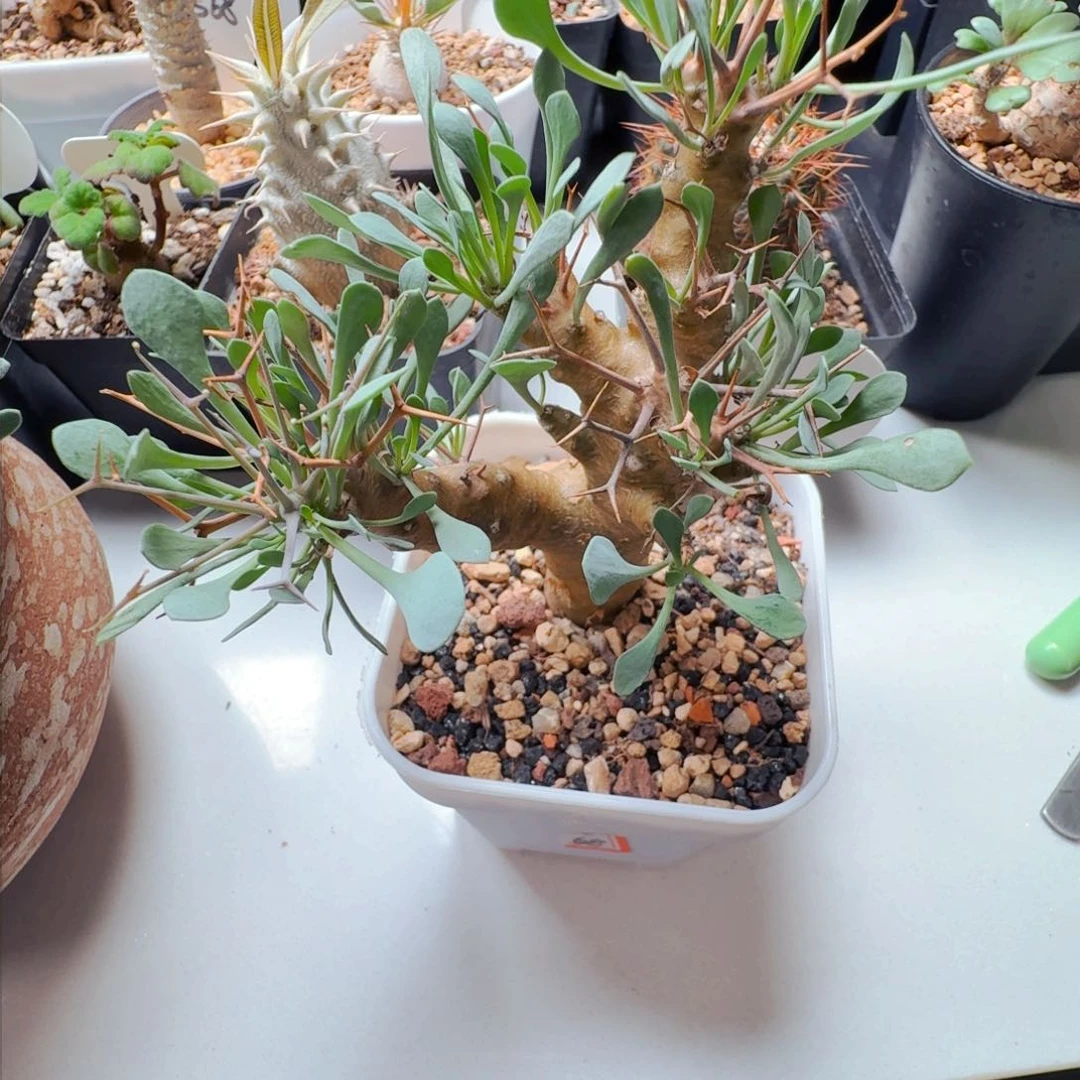 小****员613黑鬼殿厚墩菊脱土发