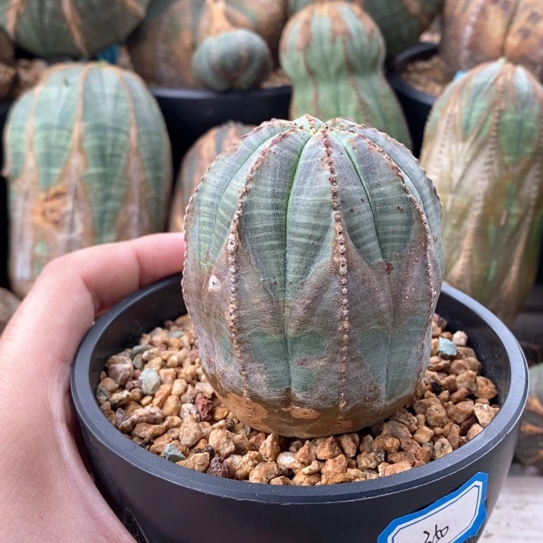 14 欧系实生布纹球多肉植物