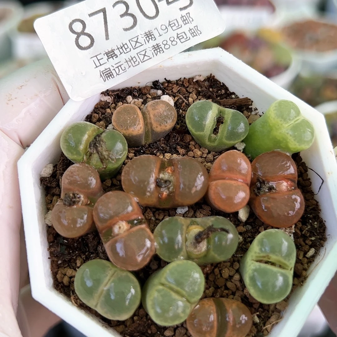 好养易活生石花大母本8730