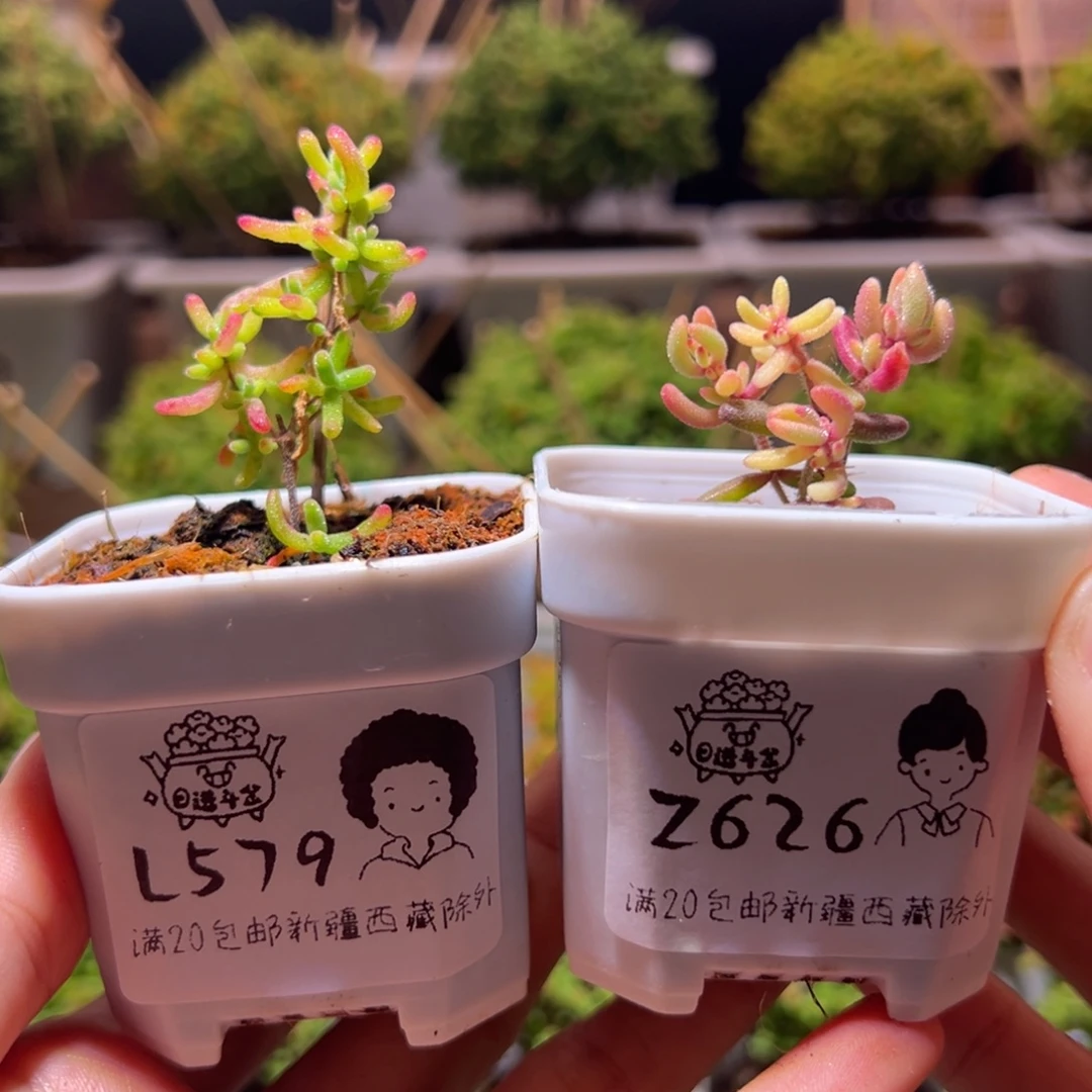 组合一物一拍带盆土发货