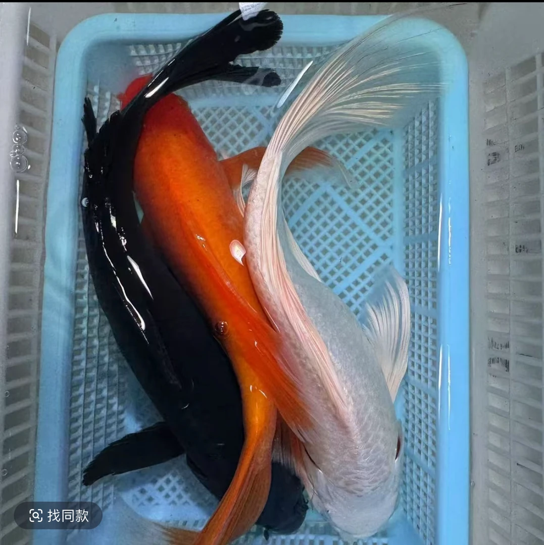 【三条装】【大老黑1】【红1】【白1】包邮