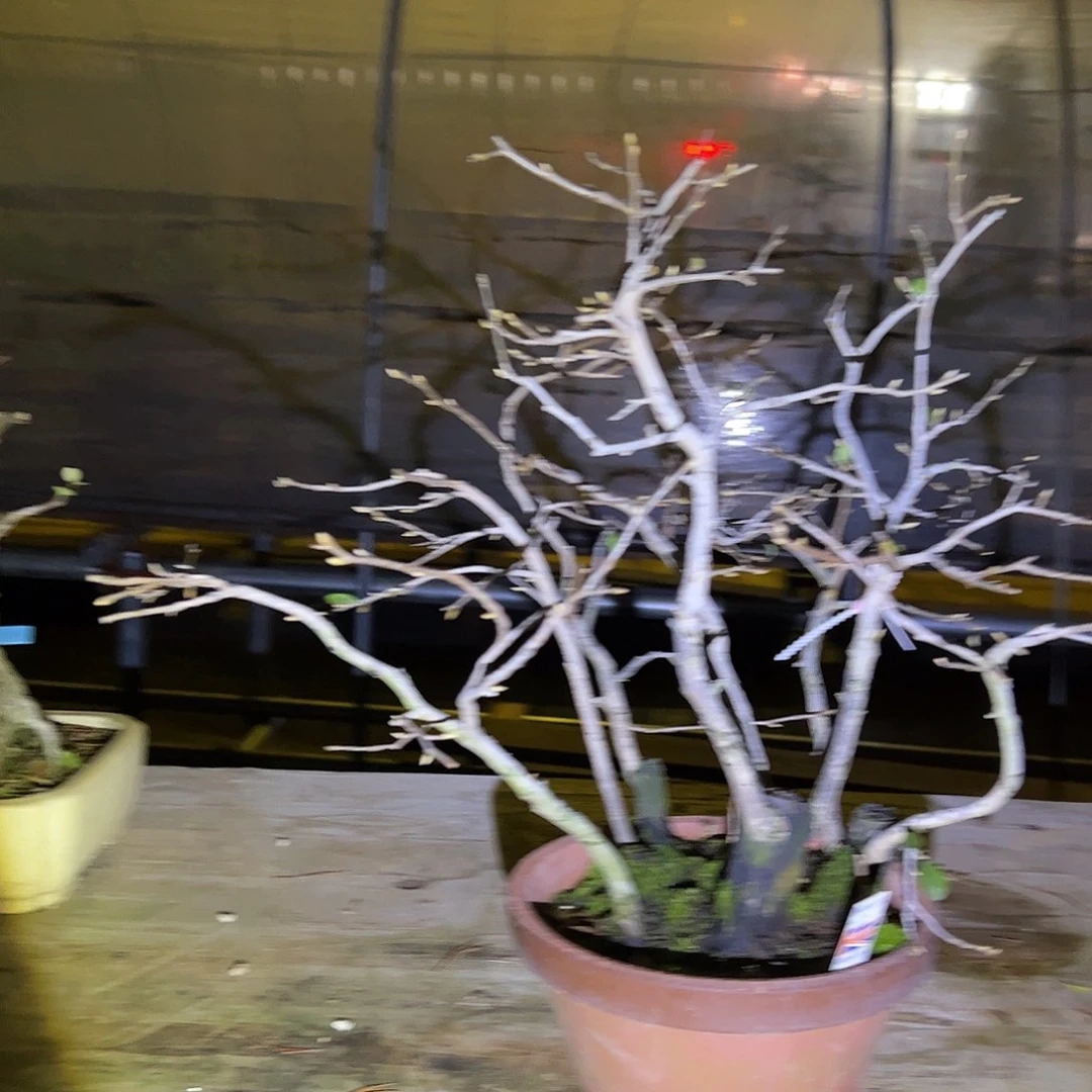 无花朵盆景不包邮98825