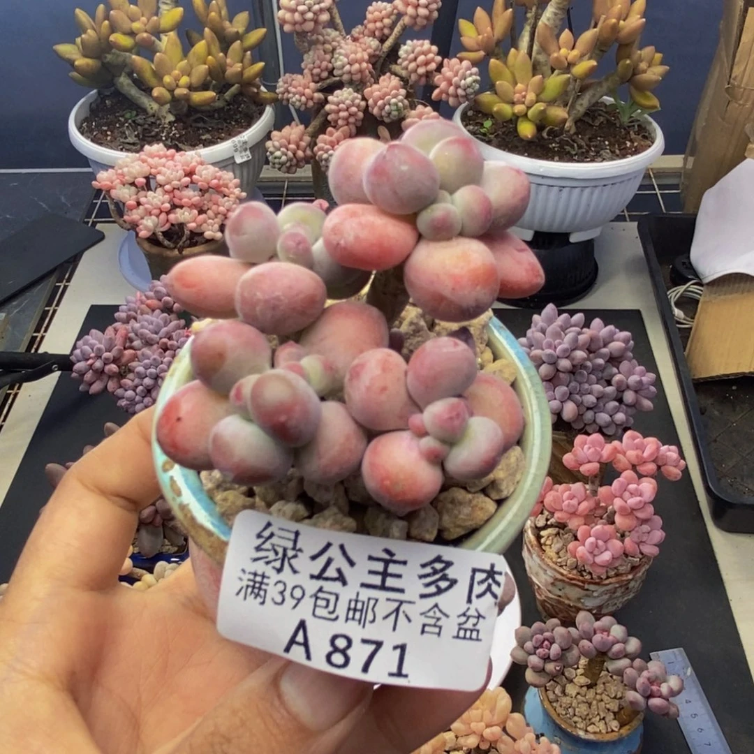 871苹果奶一代多肉5c m