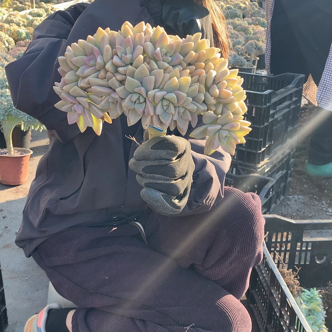 193 淡雪缀 一物一拍