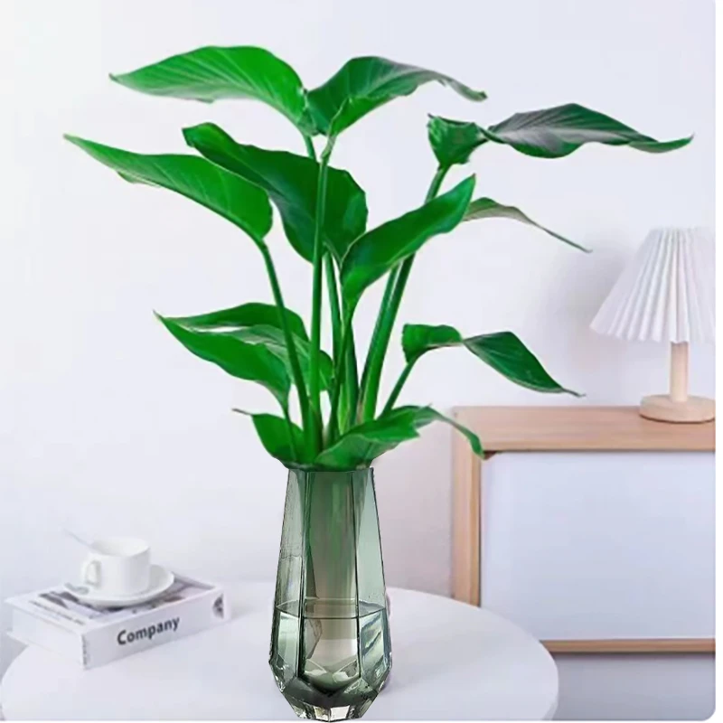 ZIGE/梓歌带高级玻璃瓶水培天堂鸟净化空气桌面盆栽40-50CM四季